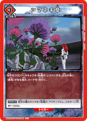 UA21BT/YYH-1-095 シマネキ草 C